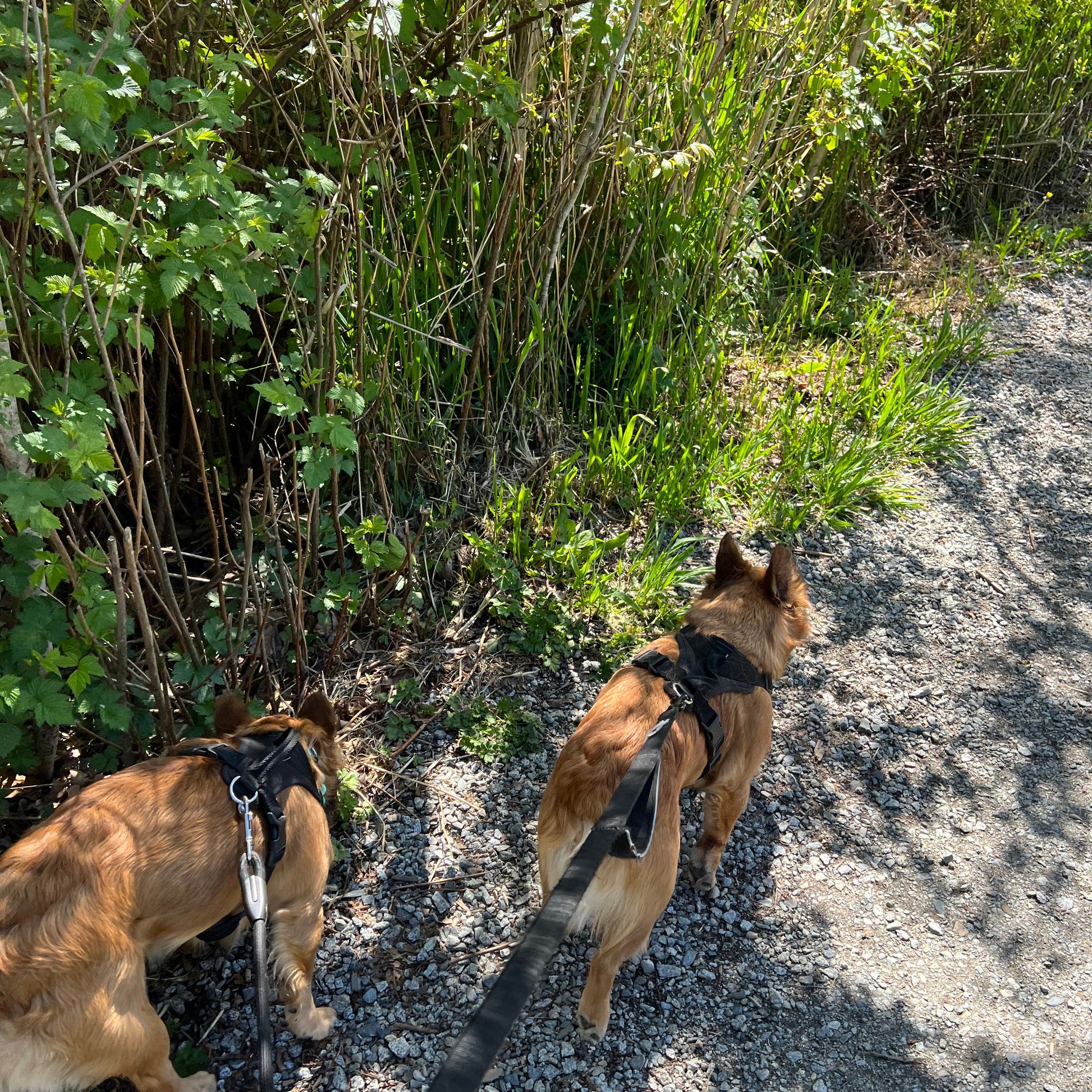 Two dogs on leashes in a natural setting with greenery and a path.