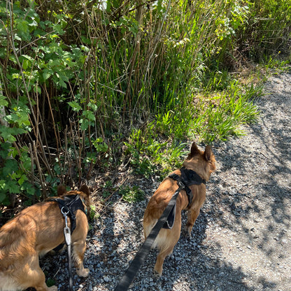 Two dogs on leashes in a natural setting with greenery and a path.