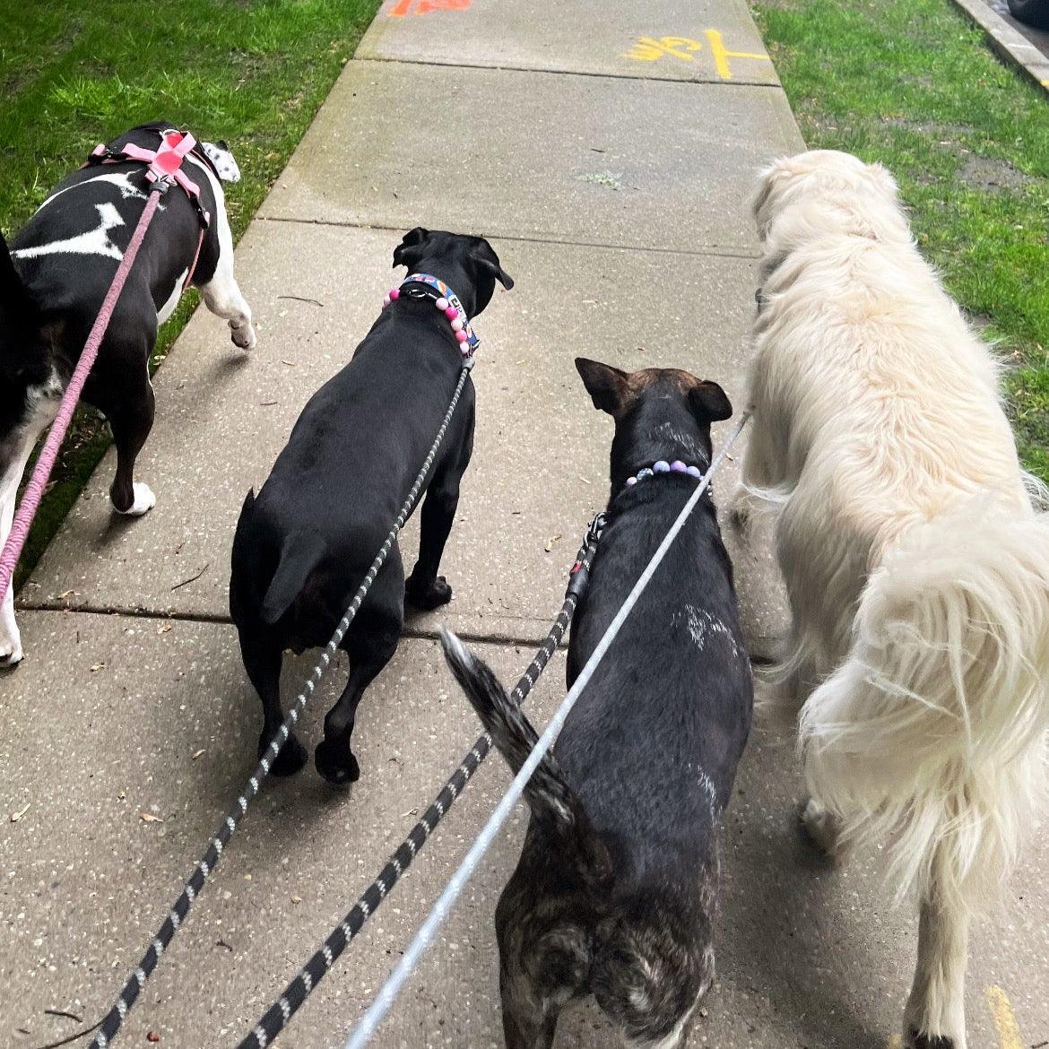 1 Hour On Leash Dog Walk with Lisa