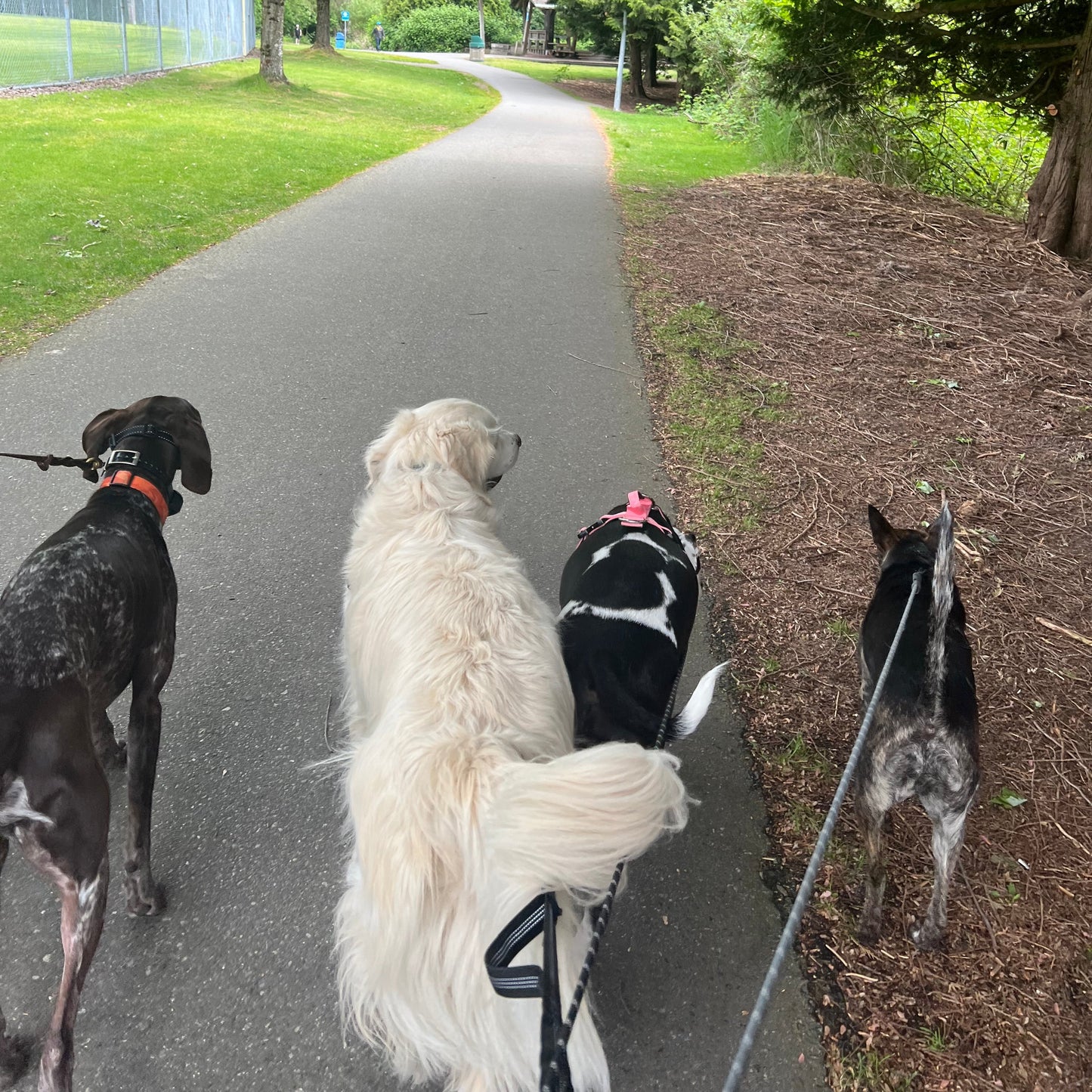 1 Hour On Leash Dog Walk with Lisa