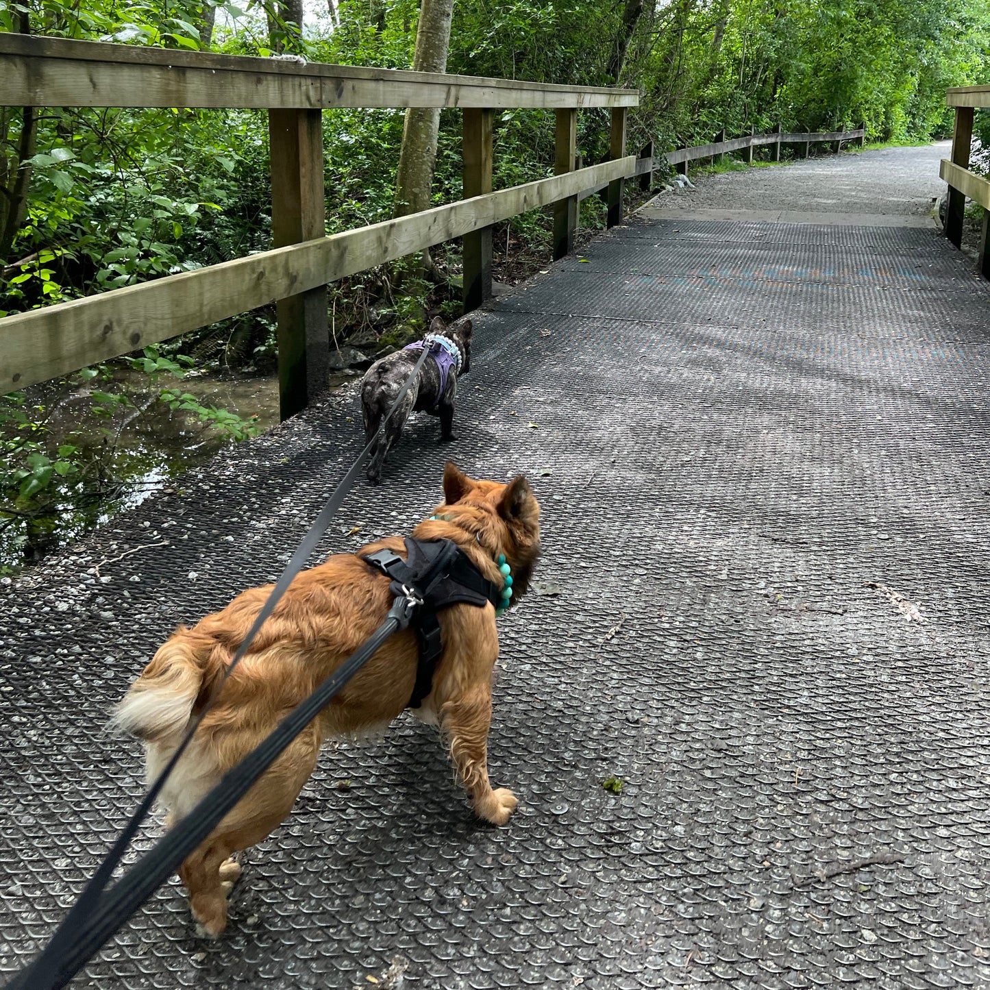 1 Hour On Leash Dog Walk with Lisa