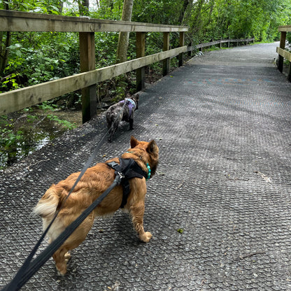 1 Hour On Leash Dog Walk with Lisa