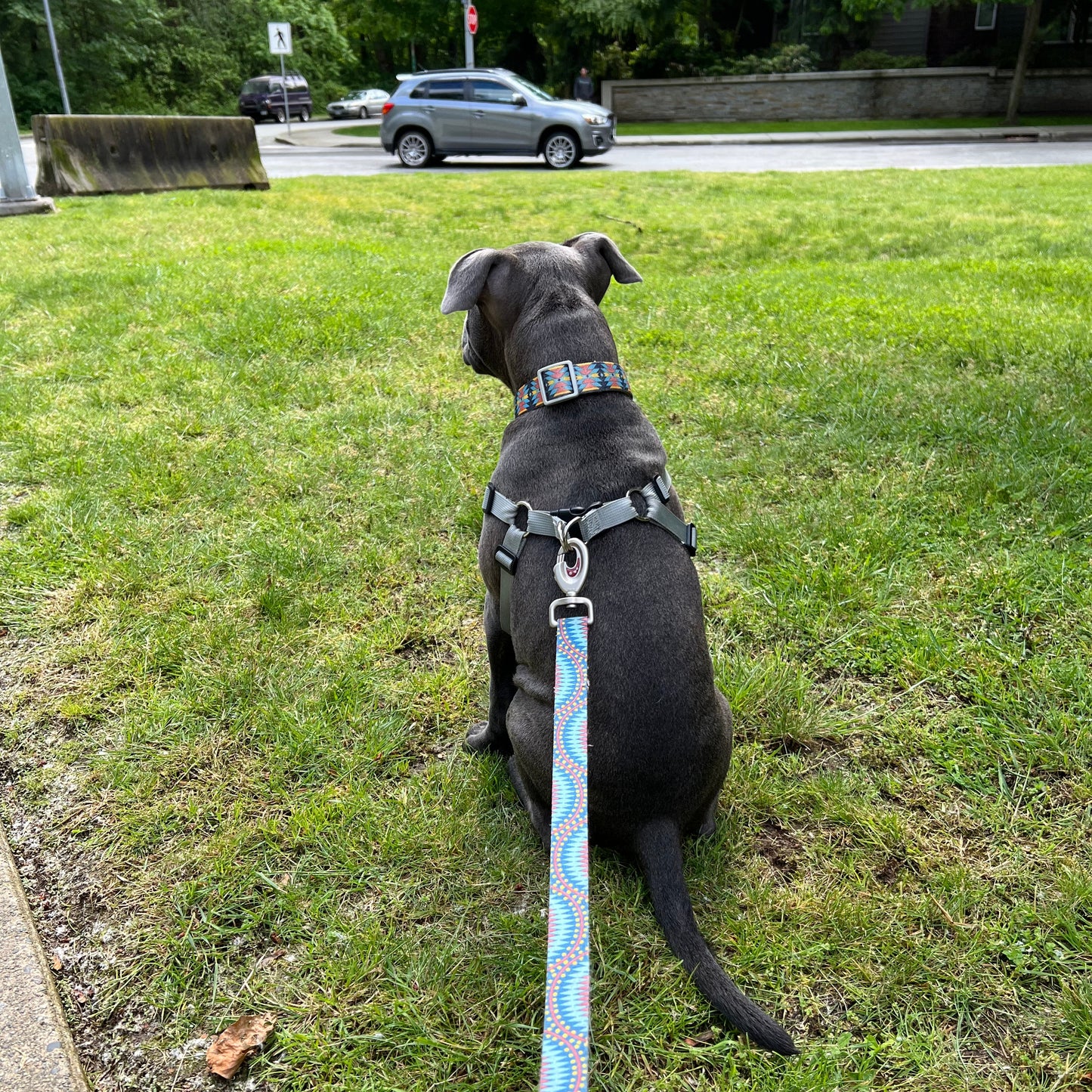 1 Hour On Leash Dog Walk with Lisa