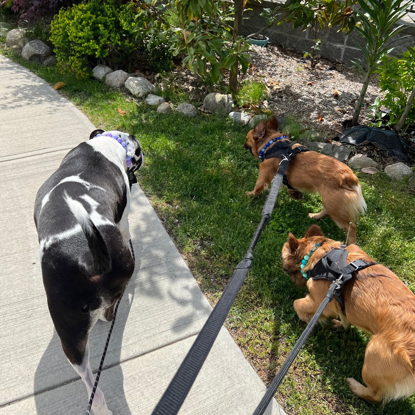 1 Hour On Leash Dog Walk with Lisa