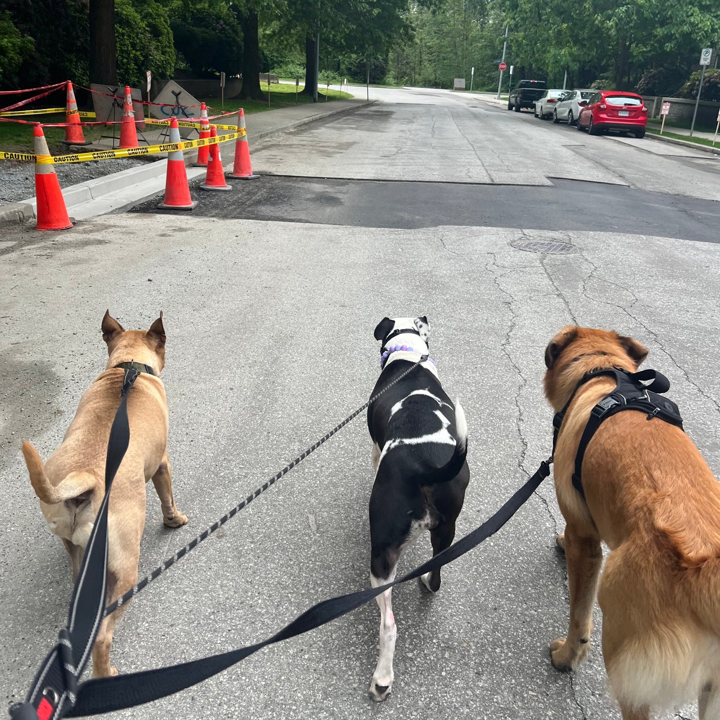 1 Hour On Leash Dog Walk with Lisa