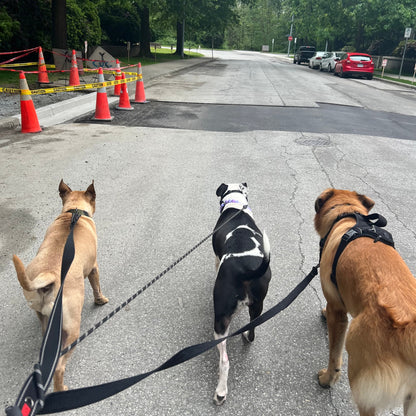 1 Hour On Leash Dog Walk with Lisa