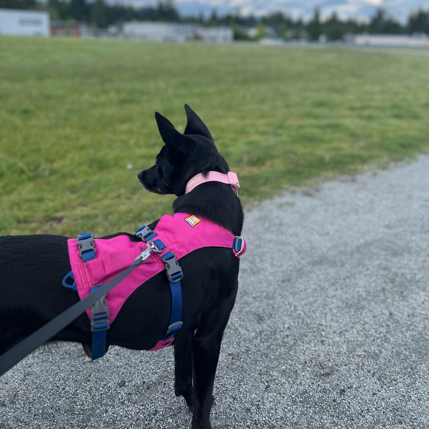 1 Hour On Leash Dog Walk with Lisa