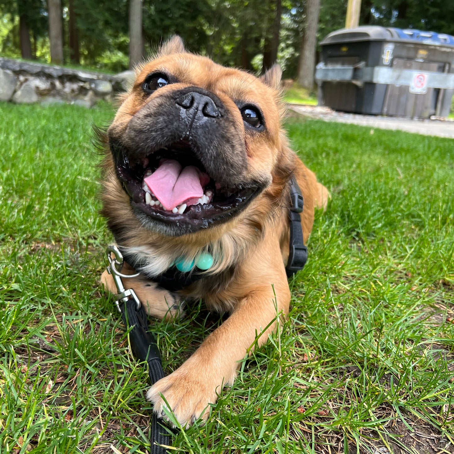 1 Hour On Leash Dog Walk with Lisa