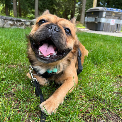 1 Hour On Leash Dog Walk with Lisa