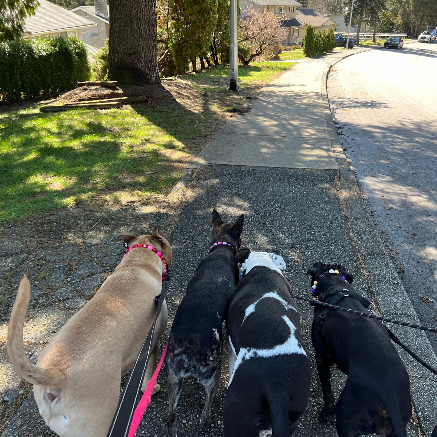1 Hour On Leash Dog Walk with Lisa