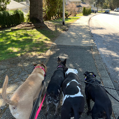 1 Hour On Leash Dog Walk with Lisa