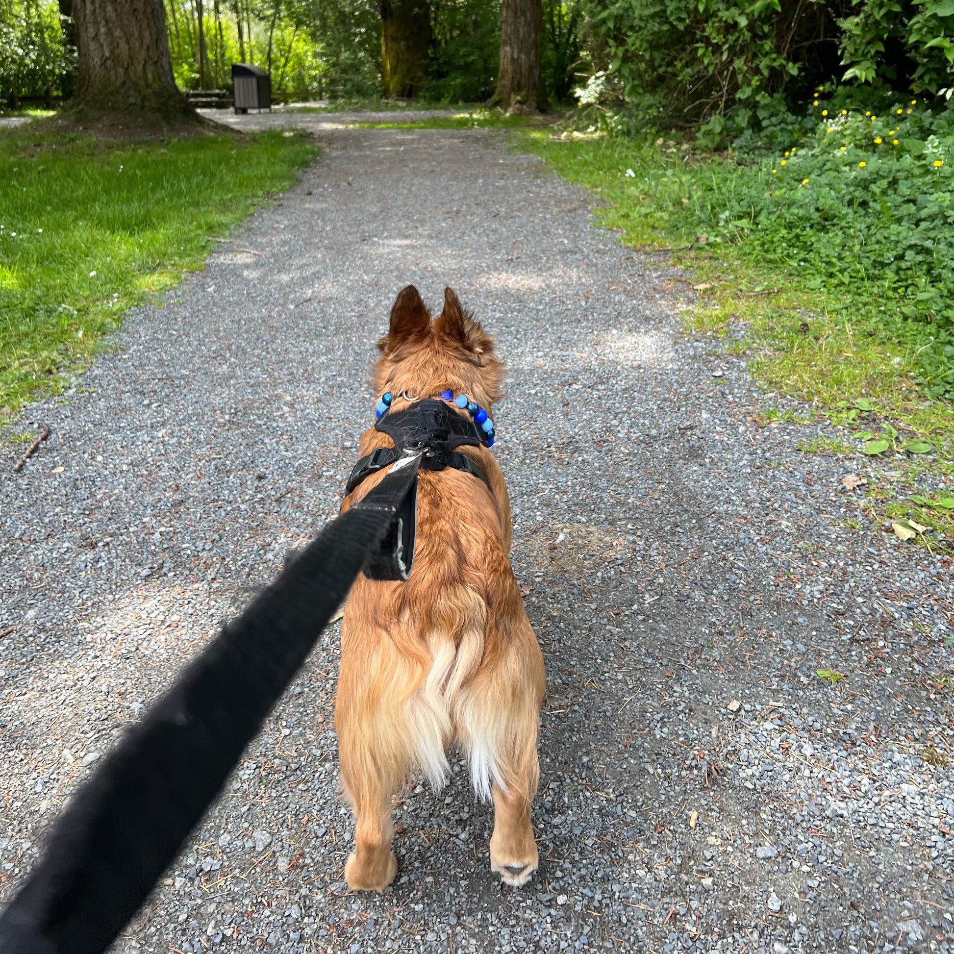 Dog on a leash walking on a paved path with trees in the background