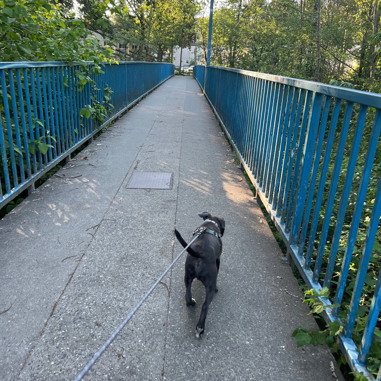 1 Hour On Leash Dog Walk with Lisa