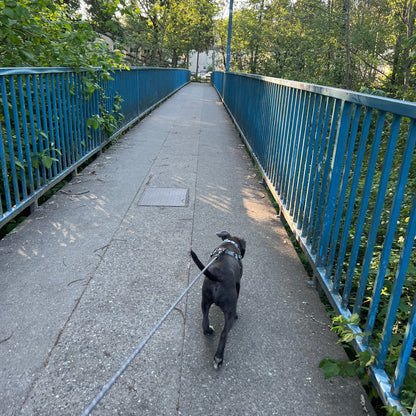 1 Hour On Leash Dog Walk with Lisa
