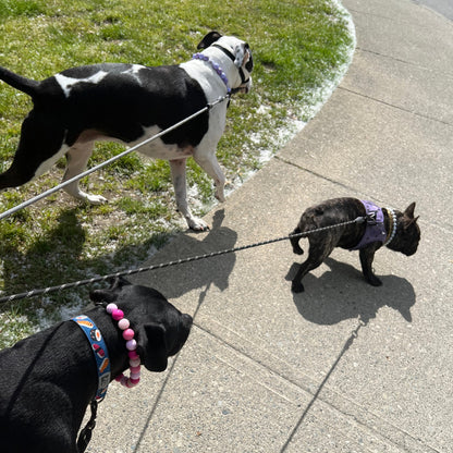Three dogs on leashes walking on a sidewalk with grass on either side.