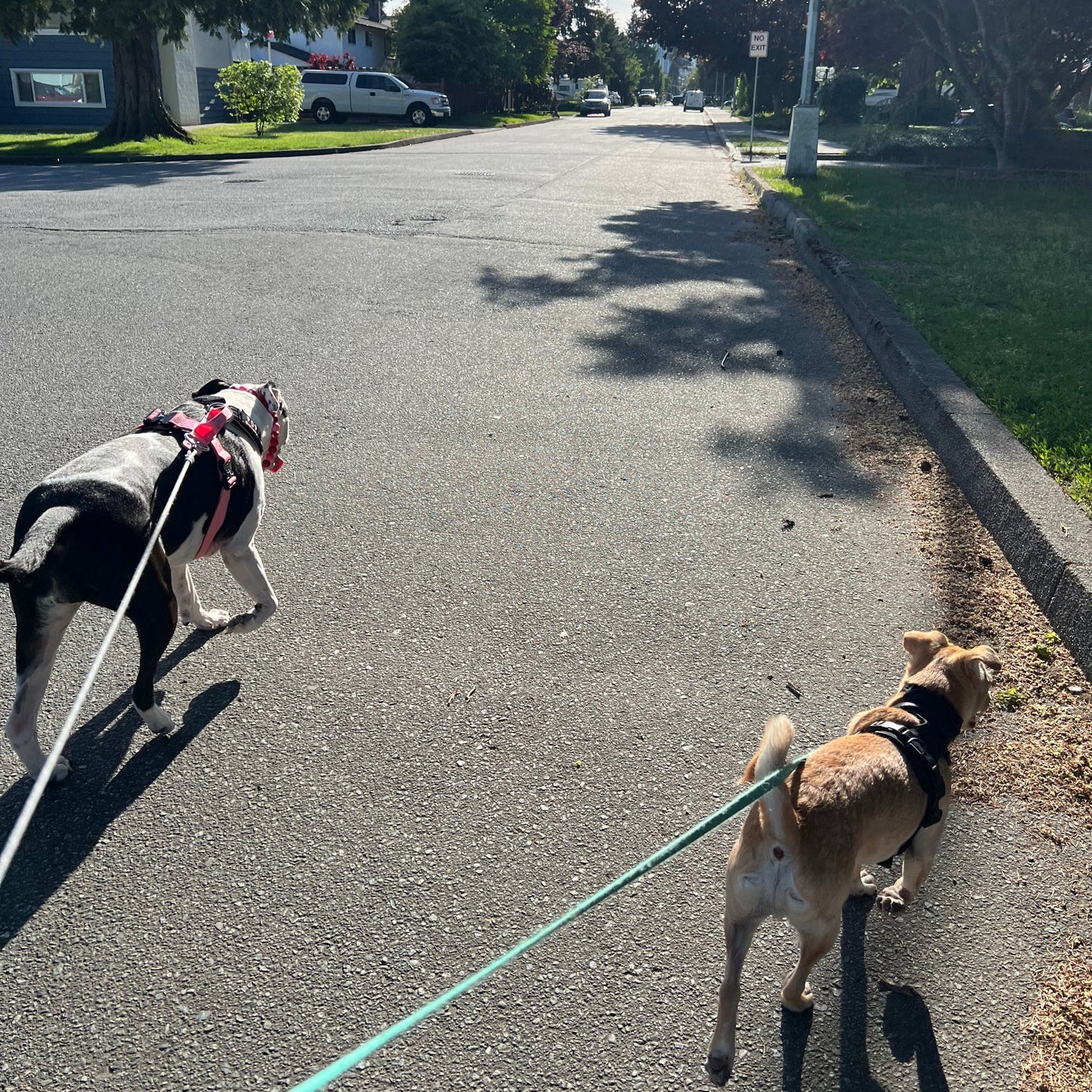 1 Hour On Leash Dog Walk with Lisa