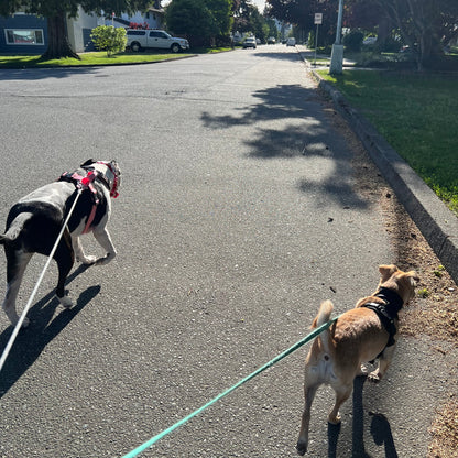 1 Hour On Leash Dog Walk with Lisa