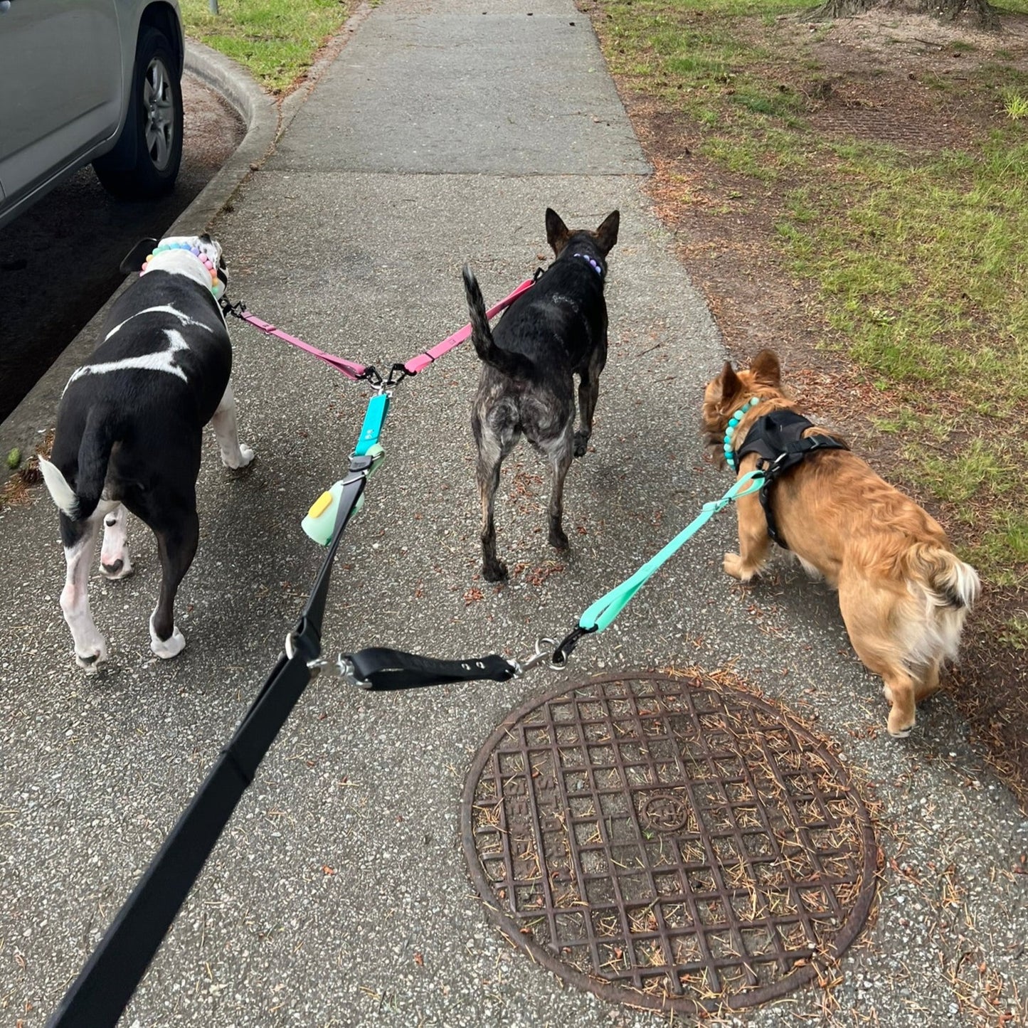 1 Hour On Leash Dog Walk with Lisa