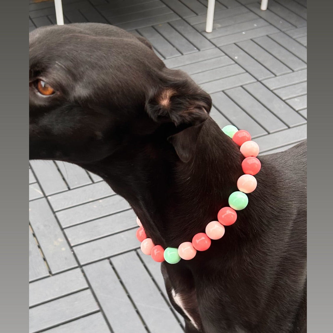 Black dog wearing a colorful bead collar on a wooden deck