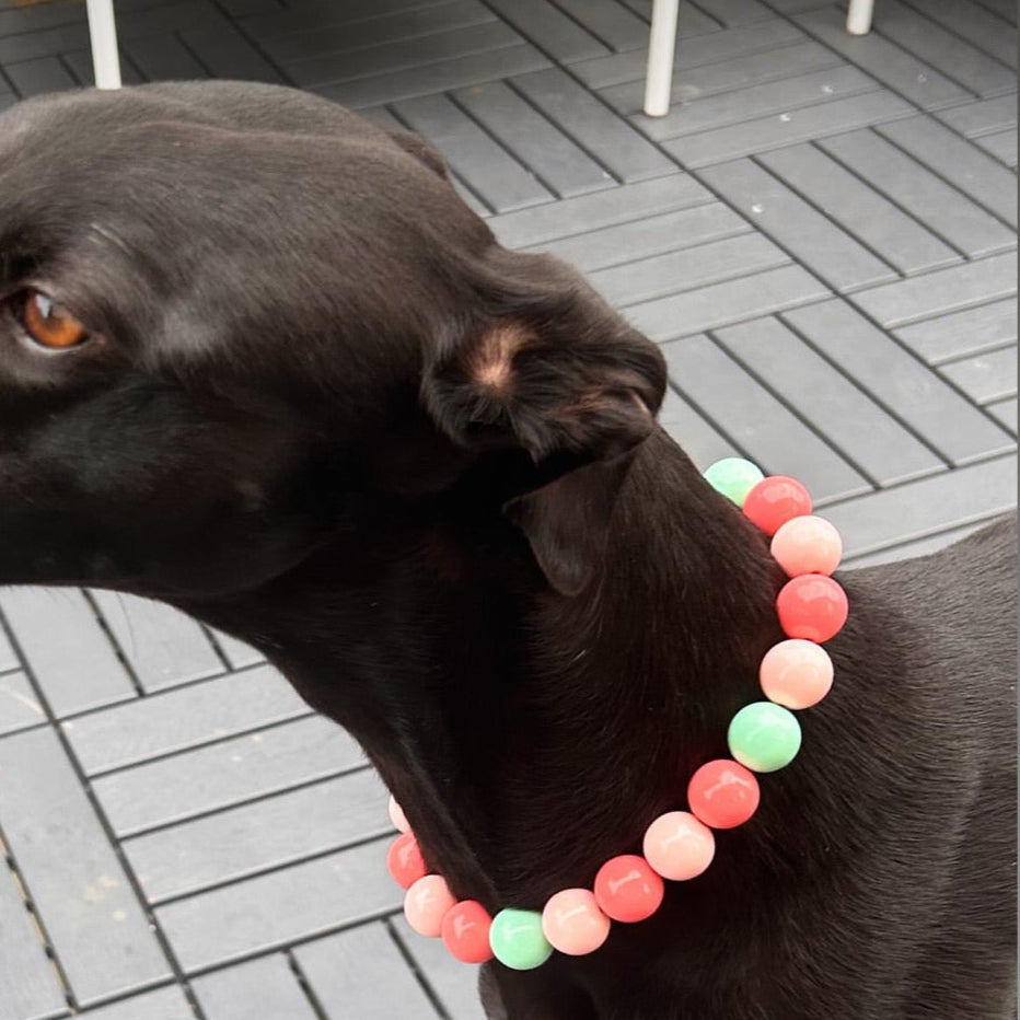 Black dog wearing a colorful bead collar on a wooden deck