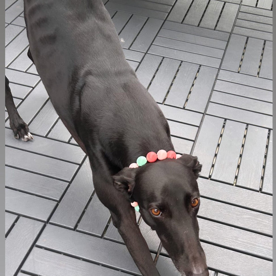 Dog lying on a tiled floor with visible branding and social media handles.