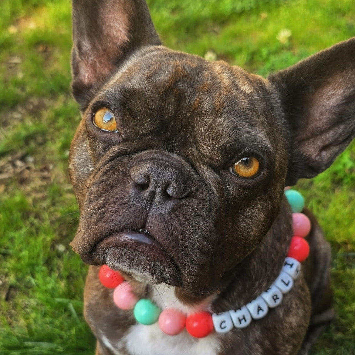 Dog wearing a colorful collar with 'Charli' on it, standing on grass.
