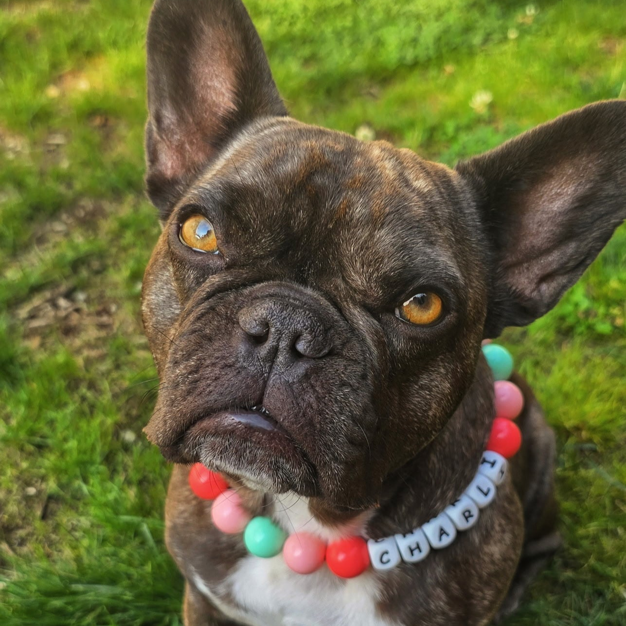 Dog wearing a colorful beaded collar with 'CHARLIE' on it, standing on grass.