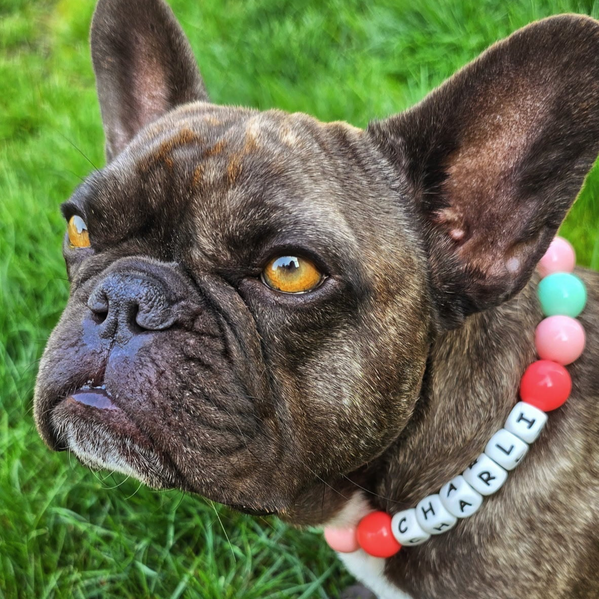 Brown and white dog with a colorful 'CHARLIE' collar on grass