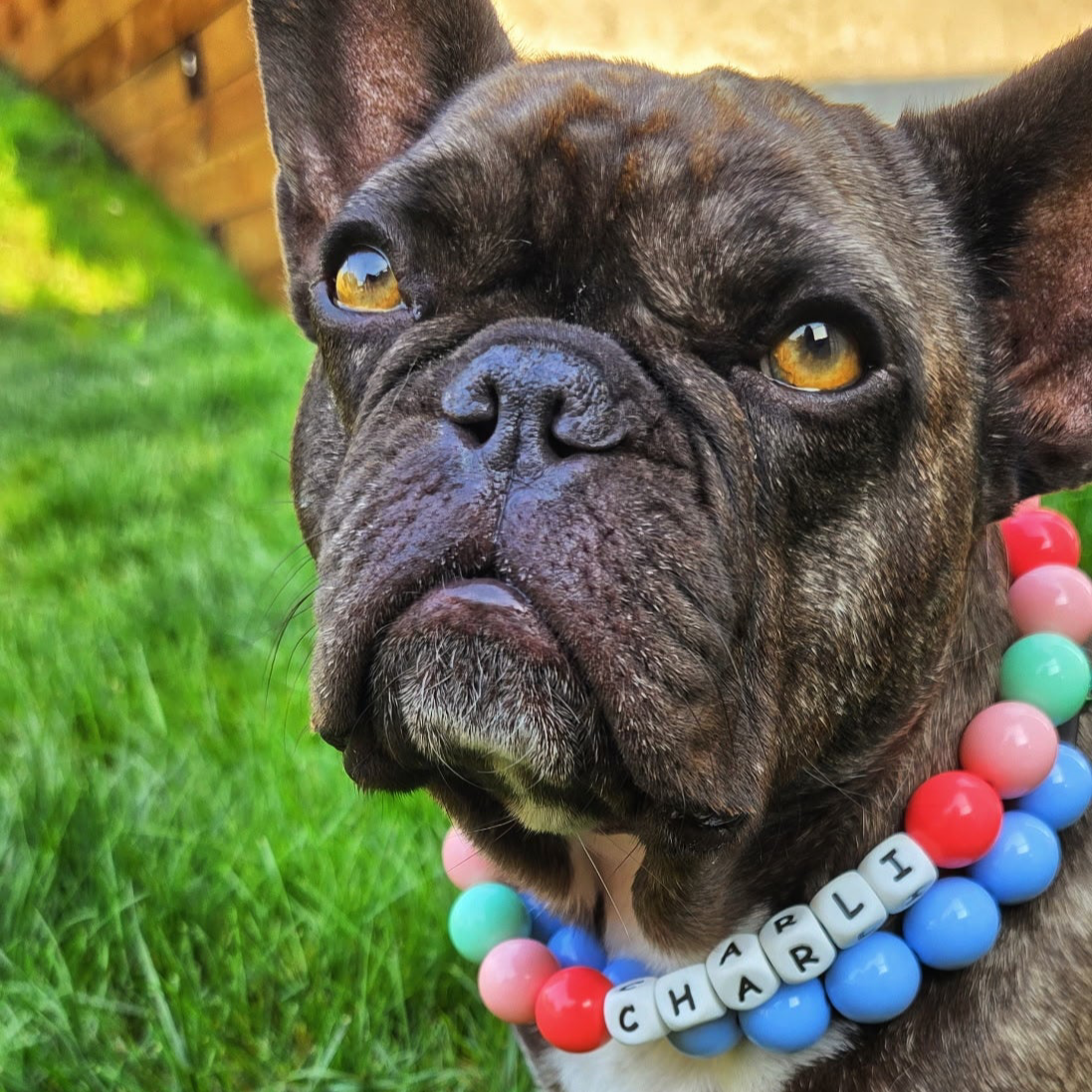Dog wearing a colorful collar with 'CHARLIE' on it, standing on grass.