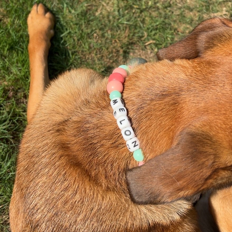 Dog lying on grass wearing a pink collar with 'RELOJ' written on it