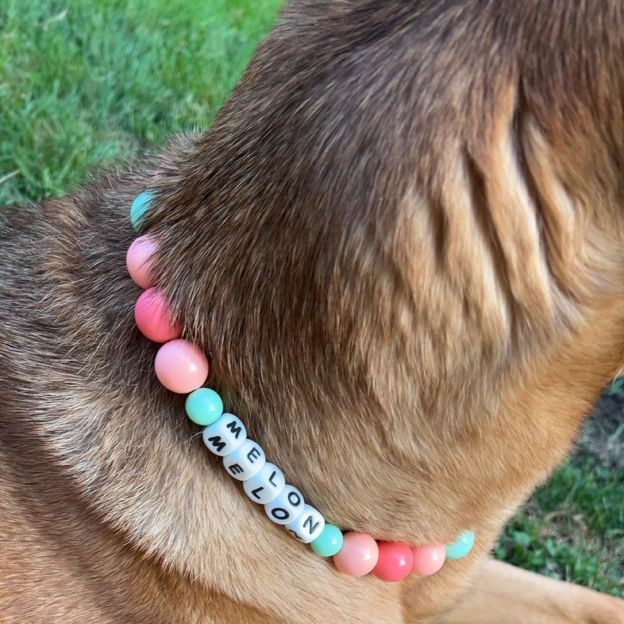 Dog wearing a colorful beaded collar with a name tag on grass