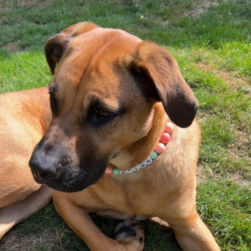 Dog sitting on grass with a ball nearby
