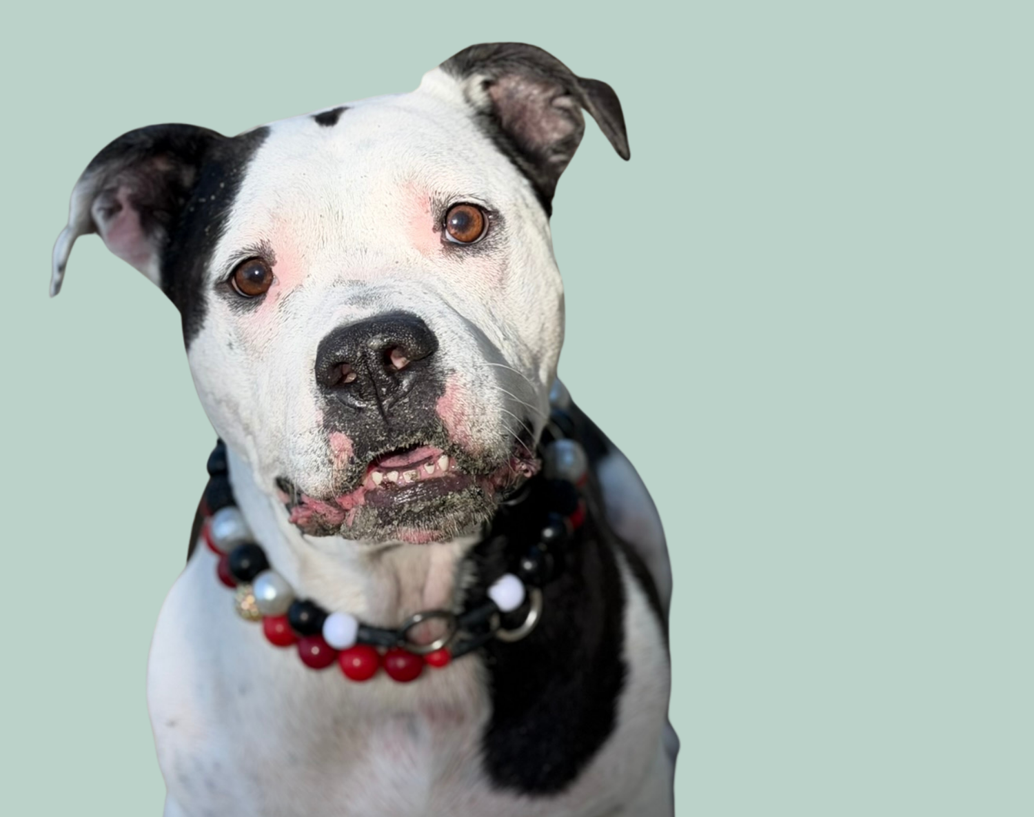 Dog with a black and white coat wearing a red collar named Holiday Party and a black and white collar named Panda on a light green background