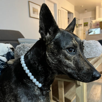 Formosa mountain dog wearing a pearl acrylic beaded dog collar. 