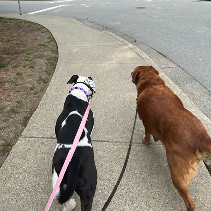 Two dogs on leashes walking away on a sidewalk next to a street.