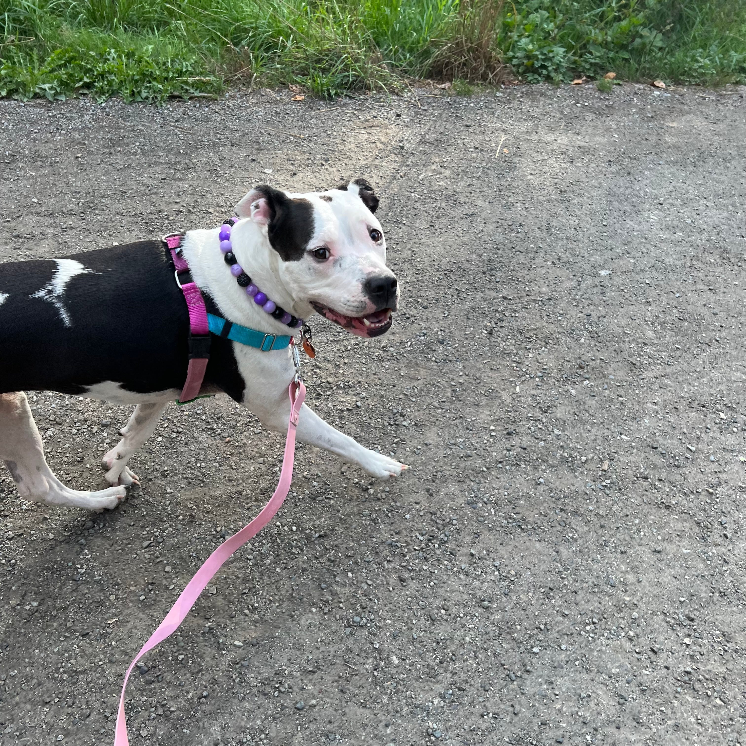 Poppy and Pearl Dog Walking