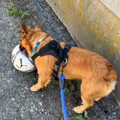 Small dog on a leash with a ball in its mouth on a street
