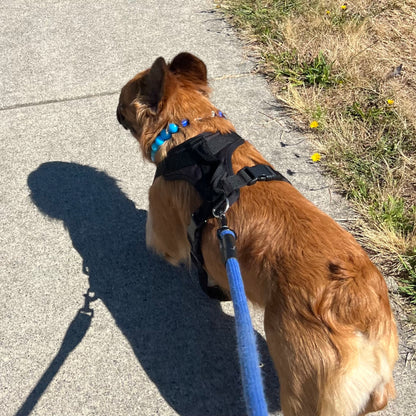 Custom Collar - ELECTRIC SLIDE