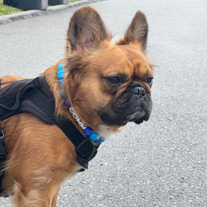 Small dog with a harness and blue collar on a road