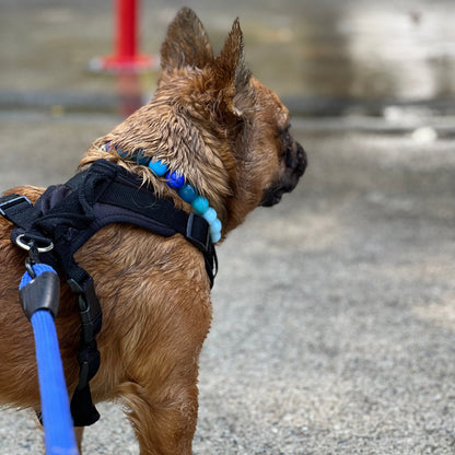 Custom Collar - ELECTRIC SLIDE