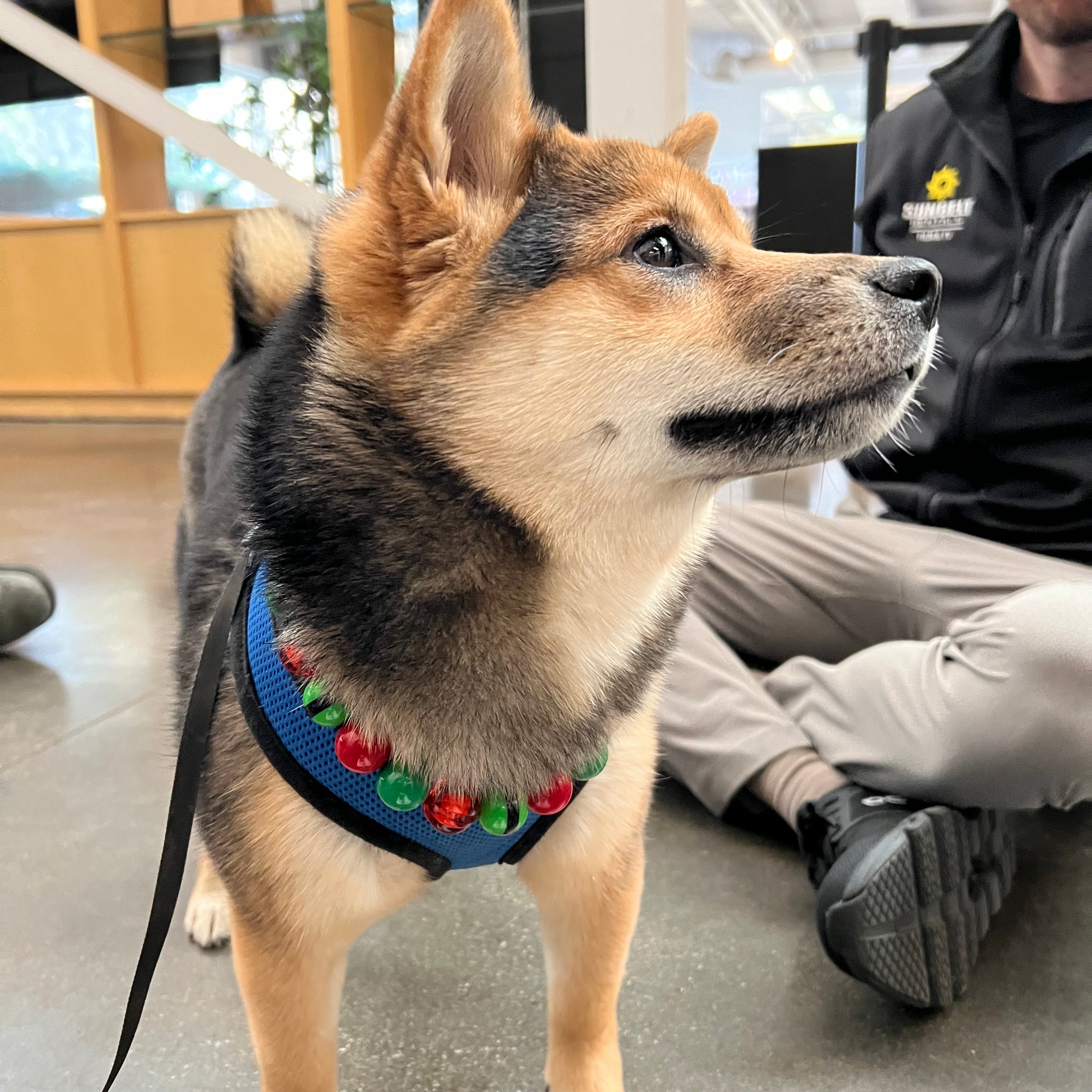 Shiba Dog Wearing a Winter Theme Christmas Elf on a Shelf Beaded Pet Collar in the colors Red and Green