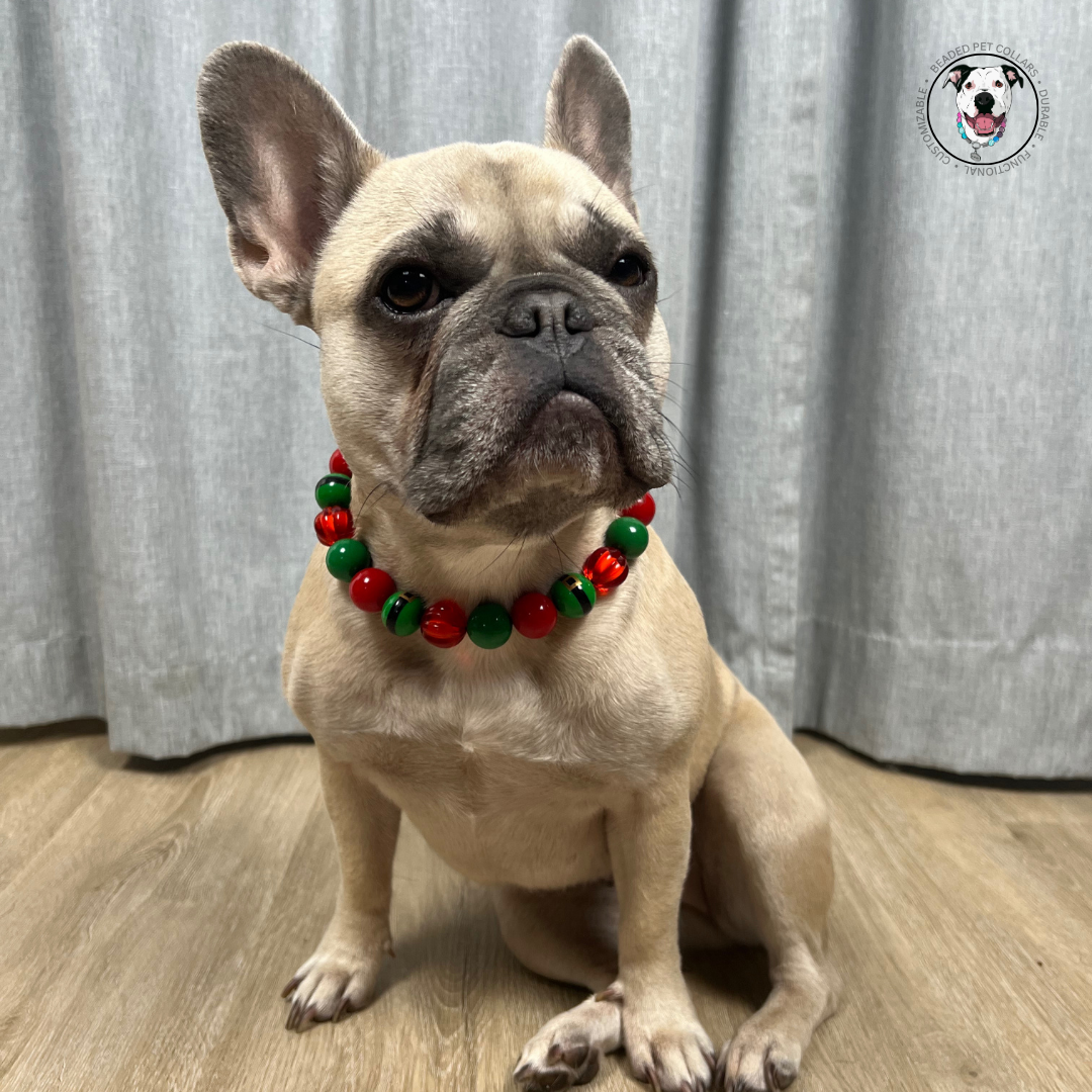 POPNCO Elf on a Shelf beaded Pet Collar. Winter Holiday Collection with alternating green belt beads with Red and Green acrylic and resin beads on Aircraft Grade Stainless Steel Wire. Tan French Bulldog named Stormi sitting in front of a grey curtain wearing alternating green belt beads with Red and Green acrylic and resin beads from the Holiday winter Collection Beaded pet collars called Elf on a Shelf