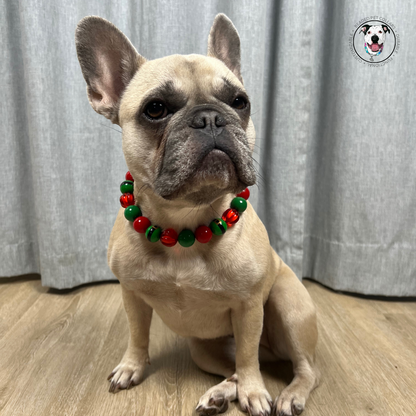 POPNCO Elf on a Shelf beaded Pet Collar. Winter Holiday Collection with alternating green belt beads with Red and Green acrylic and resin beads on Aircraft Grade Stainless Steel Wire. Tan French Bulldog named Stormi sitting in front of a grey curtain wearing alternating green belt beads with Red and Green acrylic and resin beads from the Holiday winter Collection Beaded pet collars called Elf on a Shelf