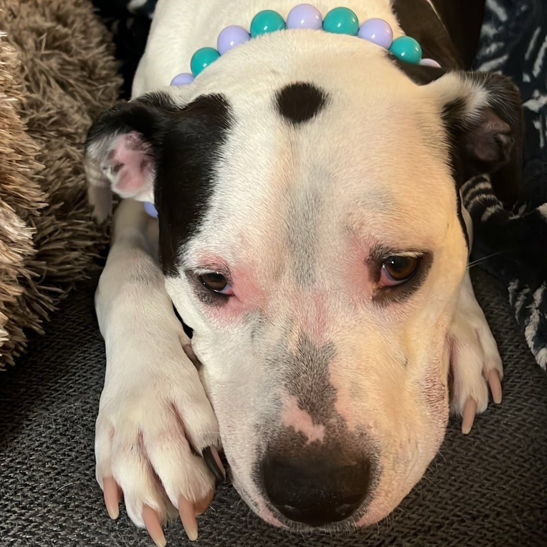 Black and White dog laying and wearing a pale purple and teal Beaded Pet Collar  POPNCO Acrylic Beads, beaded collar, Beaded dog collar, beaded necklace, Breathable dog collar, cat collar, Cat necklace, Collar for sensitive skin dogs, Comfortable Dog Collar, dog collar, dog Necklace, Durable dog collar, Easy to clean dog collar, fashion collar, handmade, Pet accessories, pet collar, pet necklace, Popnco dog collar, slip on collar, Slip on dog collar, Stylish dog collar
