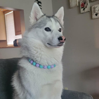 Husky dog sitting on a couch in a living room wearing the Emerson Teal and Purple Waterproof beaded pet Collar from POPNCO