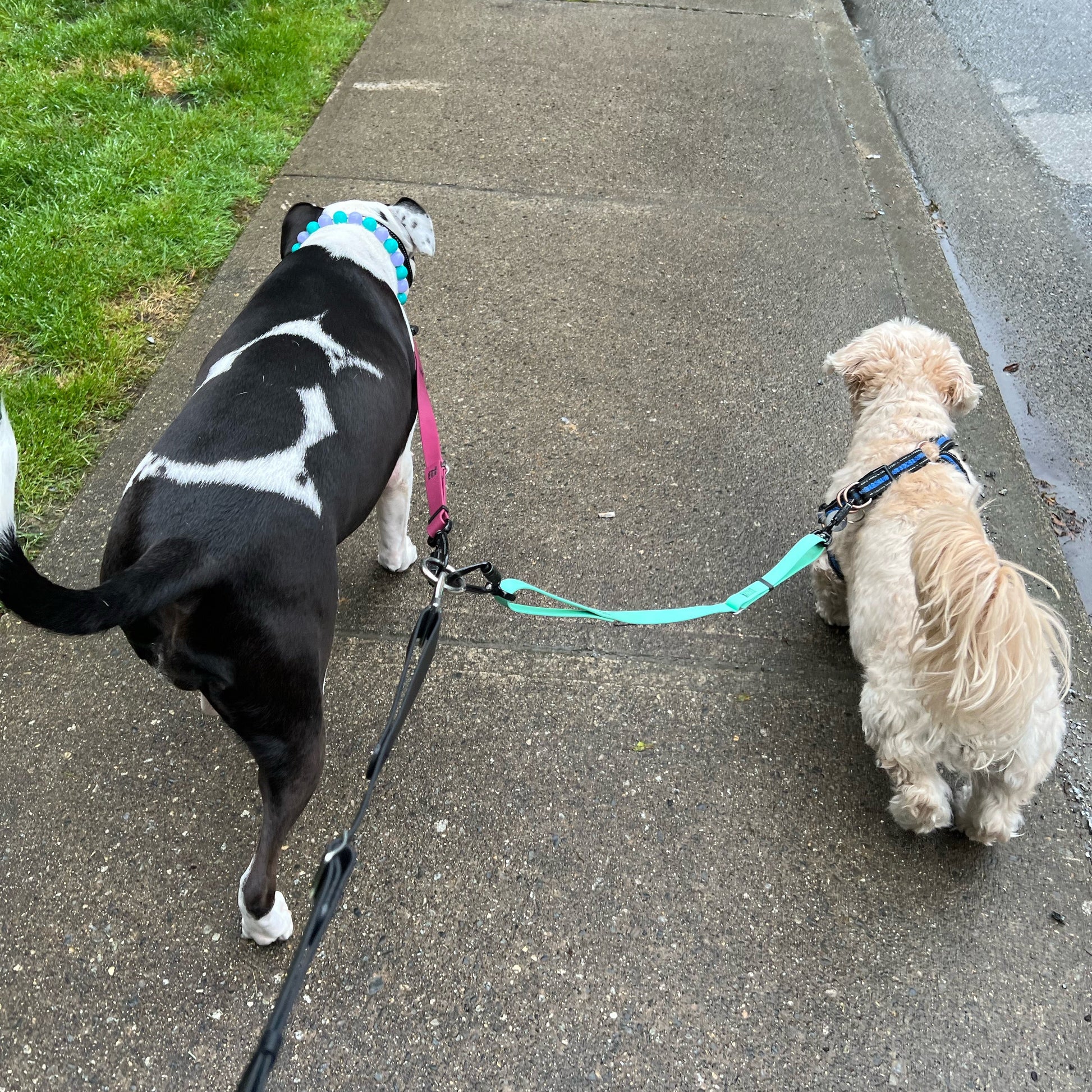 Two dogs on a leash walking on a sidewalk.