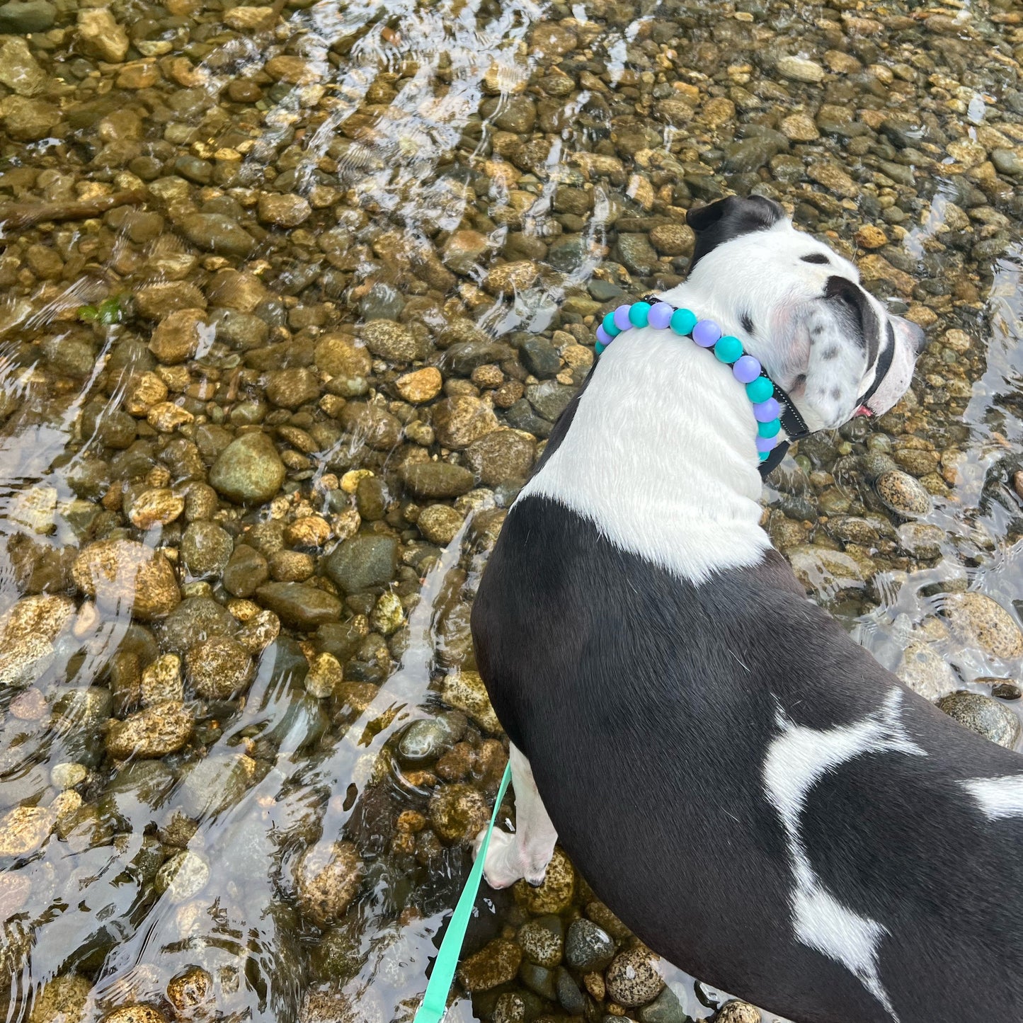 Dog with a colorful collar standing in shallow water on a rocky shore