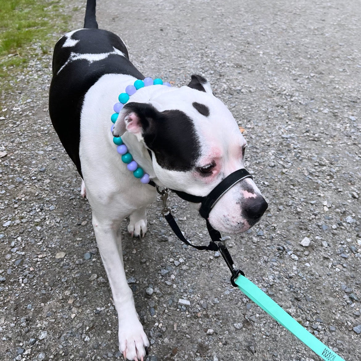 Dog on a leash walking on a gravel road with greenery in the background