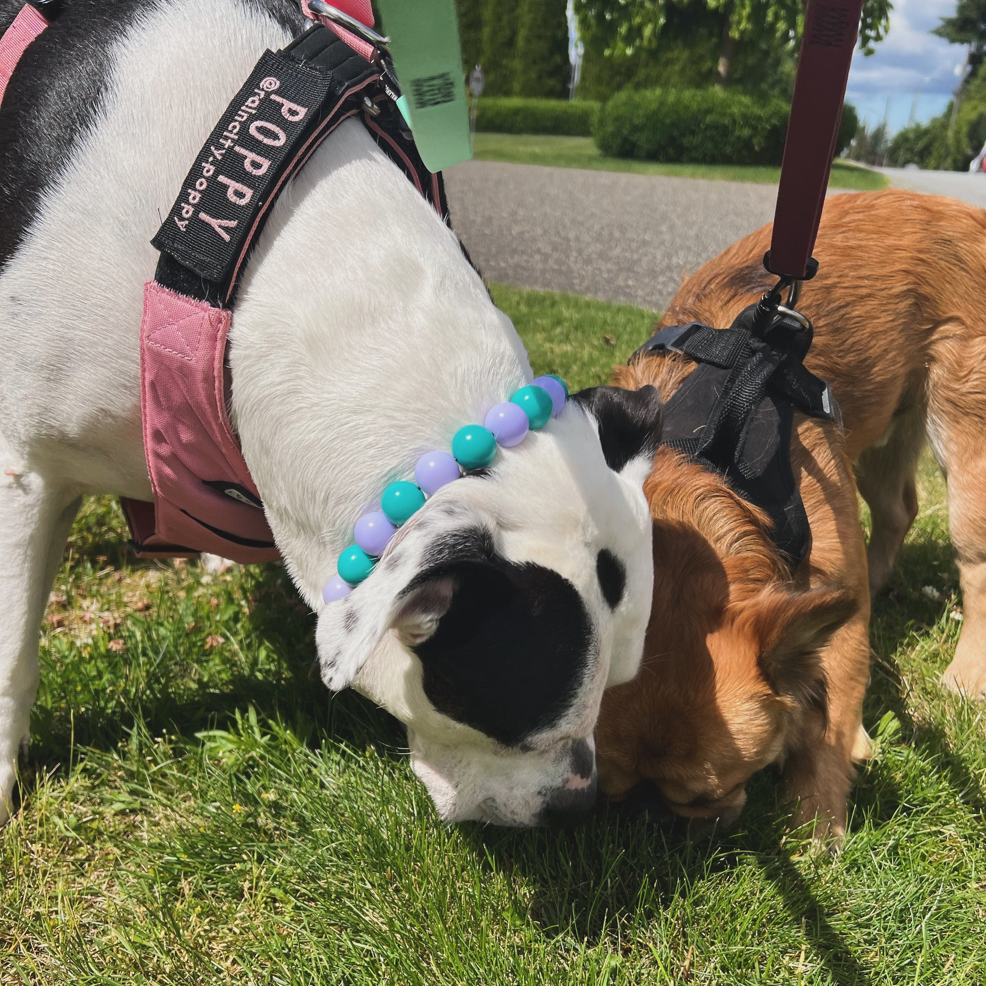 Two dogs, one white and black and the other brown, sniffing each other on a grassy area with a leash and harness visible.