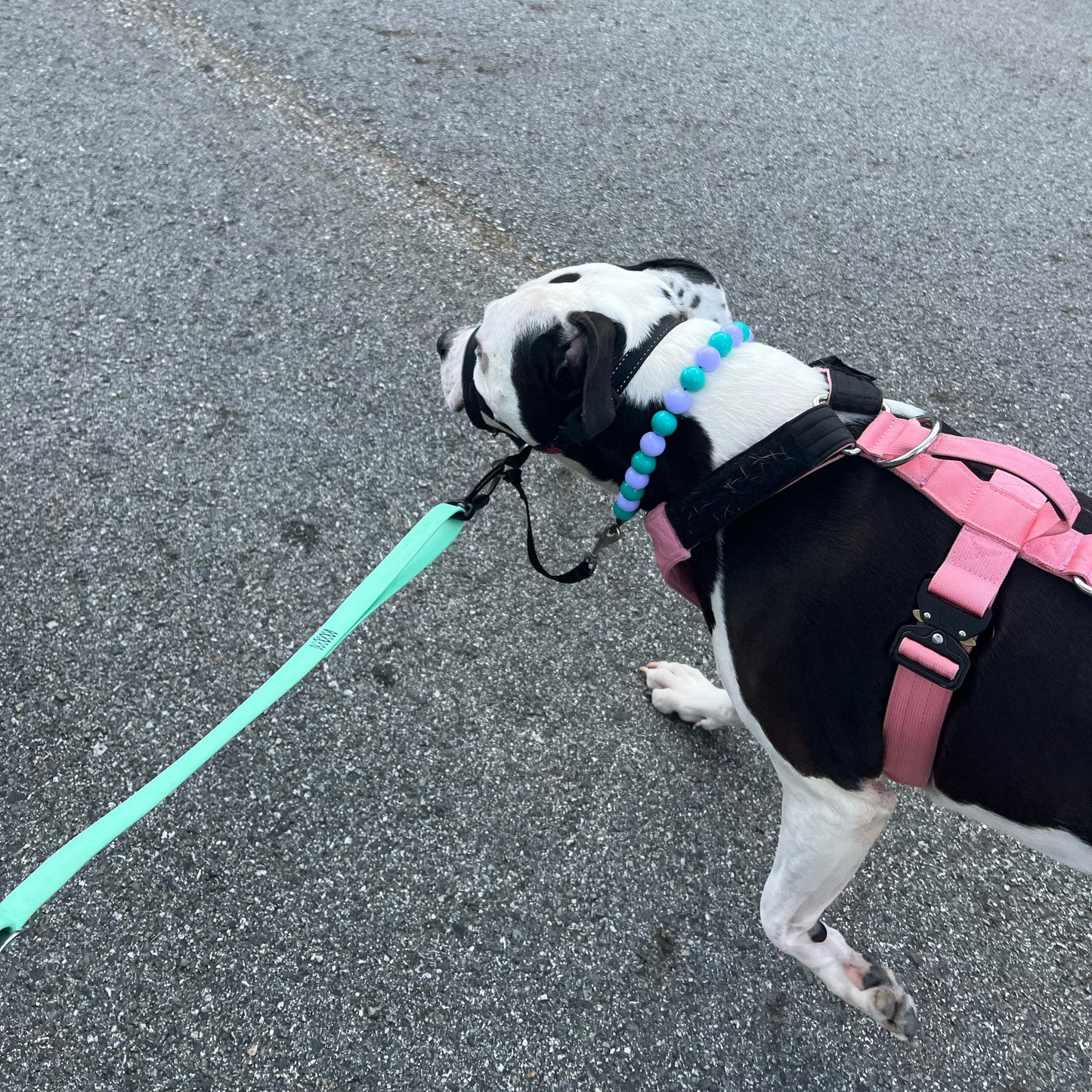 Dog on a leash standing on a road